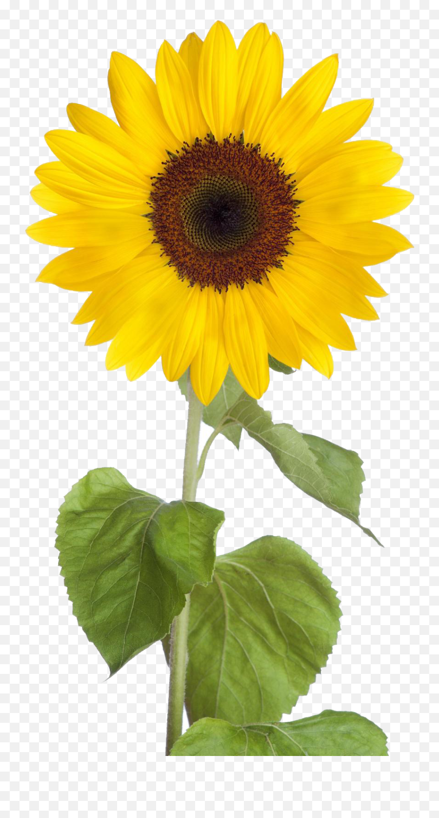 Sun Flower Png Transparent - Transparent Transparent Background Sunflower Clipart Emoji,Sun Flower Emoji
