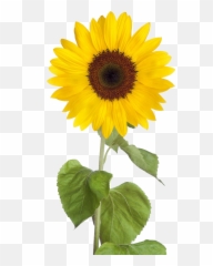 Sun Flower Png Transparent - Transparent Transparent Background Sunflower Clipart Emoji,Sun Flower Emoji