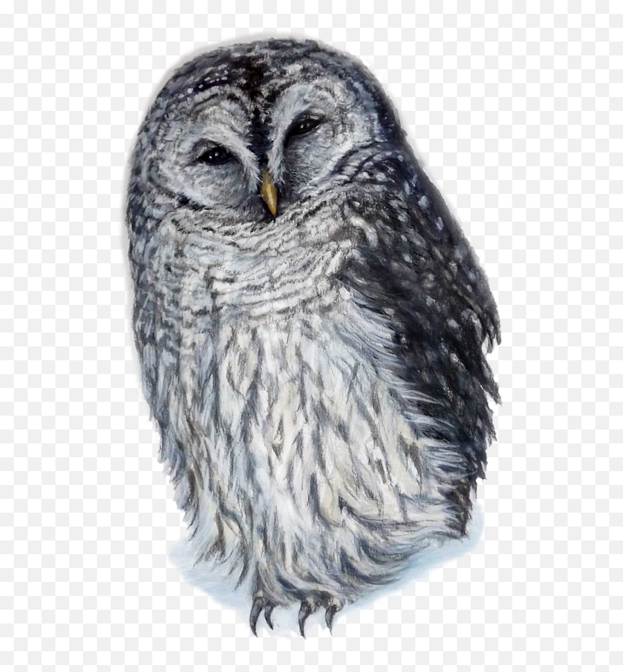 Download Laughing Owl By Kara Skye - Owl Png Image With No Barred Owl No Background Emoji,Owl Emojis