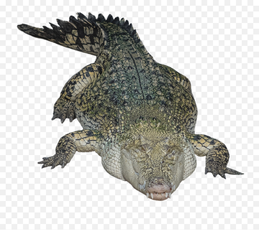 Png Images Crocodile Snipstock Emoji,The Most Dangerous Emotion Hussey