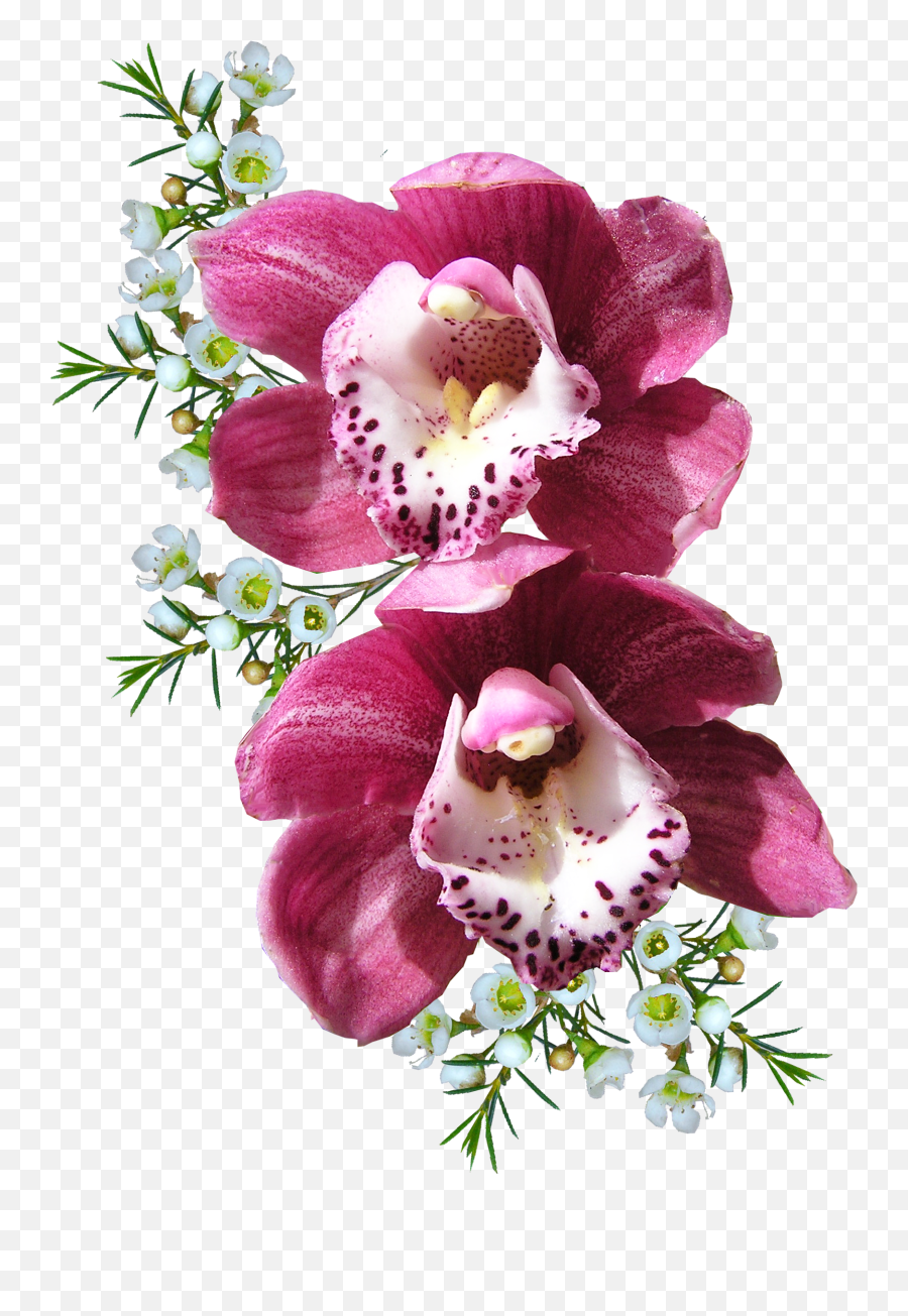 Bunch Of Orchid Flower Transparent Cartoon - Jingfm Real Orchid Flower Png Emoji,Orchid Emoji