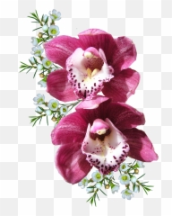 Bunch Of Orchid Flower Transparent Cartoon - Jingfm Real Orchid Flower Png Emoji,Orchid Emoji