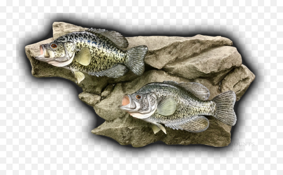 13 Black Crappie U0026 15 White Crappie Fish Mount Replica Emoji,Arowana Fish Emotion