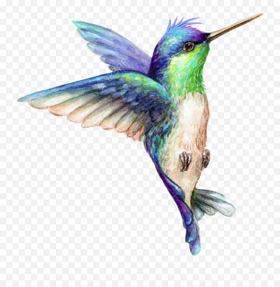 Art Hummingbird Sticker - Hummingbird Art Emoji,Hummingbird Emoji