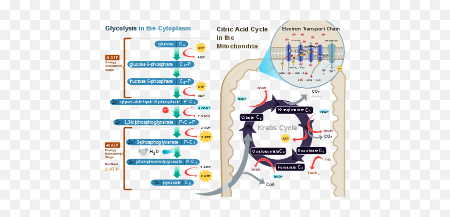 Intelligent Plastic Machines - Cellular Respiration Process Emoji,The __________ Cortex Decides How And When To Express Emotions Generated By The Limbic System.