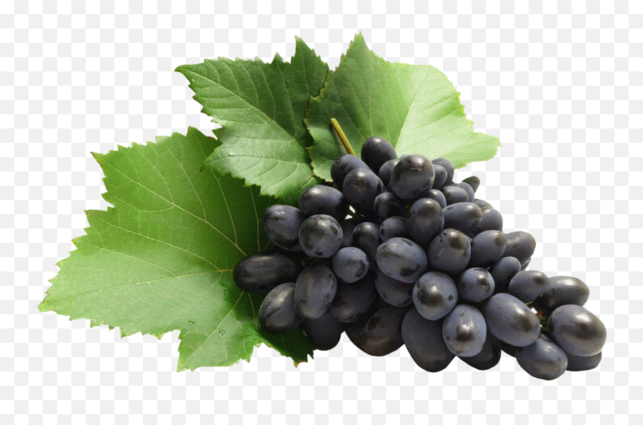 Grape Clipart High Quality Grape High - Grapes Fruit Png Emoji,Green Grape Emoji