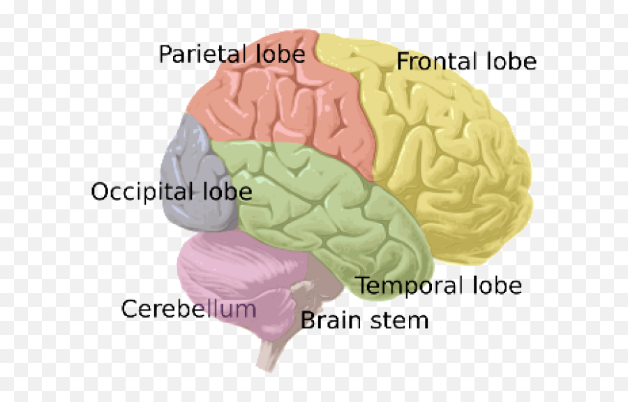 The Nervous System U2039 Opencurriculum - Cerebral Hemisphere Png Emoji,Structures Of The Limbic System Involved With Emotions