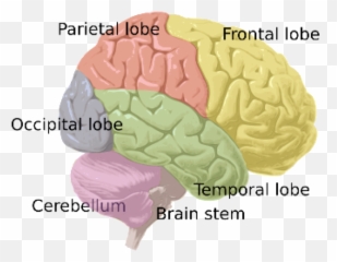 The Nervous System U2039 Opencurriculum - Cerebral Hemisphere Png Emoji,Structures Of The Limbic System Involved With Emotions
