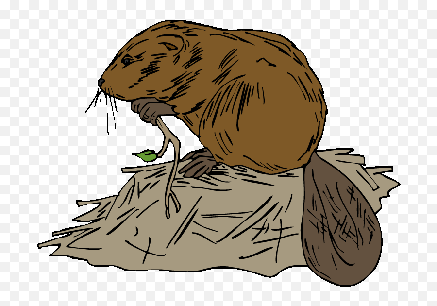 Beavers Cliparts Png Images - Beaver Clipart Emoji,Hairless Beaver Emoticon