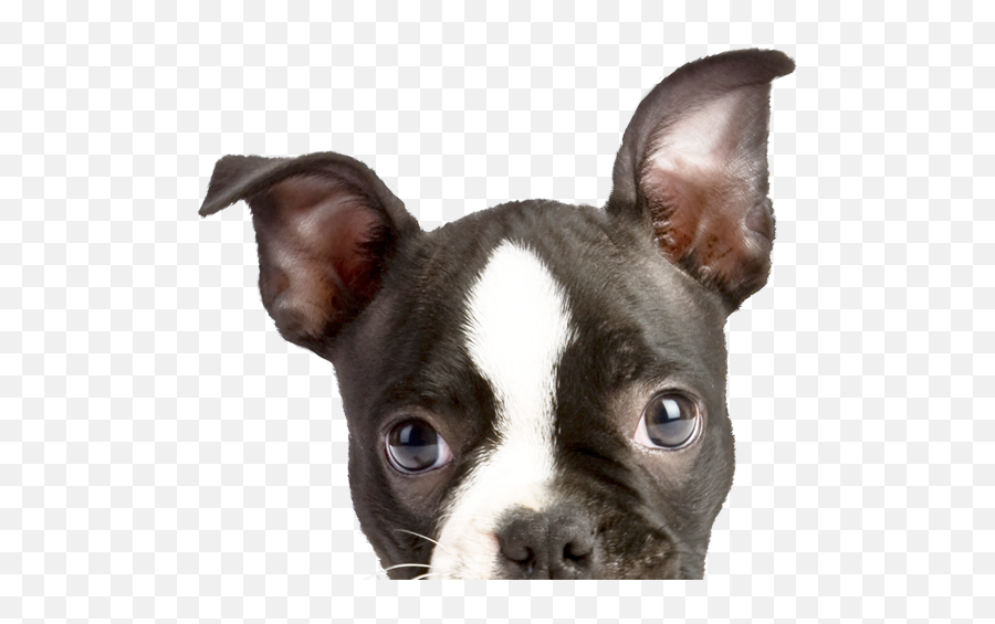 Energy Healing And Animal Communication For Animals Singapore - Puppy Emoji,Animals Emotions