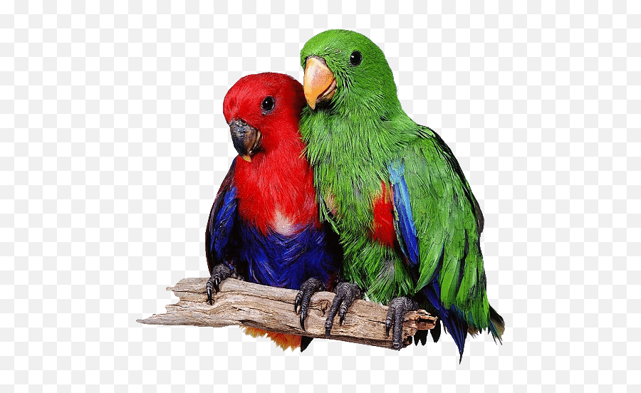 Birds Gif - Parrots Animated Emoji,Ddong Chim Emoji