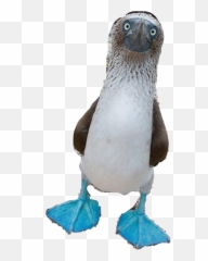 Bluefoitedbooby Booby Sticker - Soft Emoji,Boobie Emoji