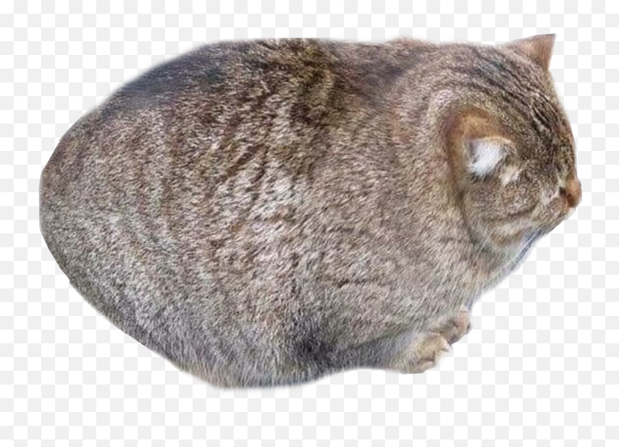 Cats Cat Fat Fatcat Sticker - Fat Cat Transparent Background Emoji,Fat Cat Emoji
