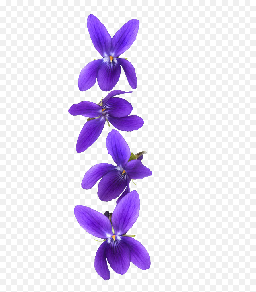 Customer Violet Stock Photography - Violet Flower Png Emoji,Violet Emoji Flower
