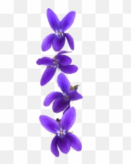 Customer Violet Stock Photography - Violet Flower Png Emoji,Violet Emoji Flower