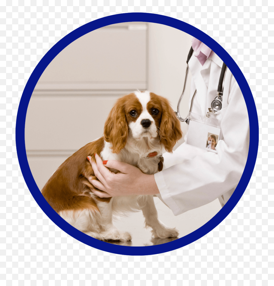 Our Careteam Richmond Veterinary Clinic - Dog Supply Emoji,Bearded Dragon Emotions