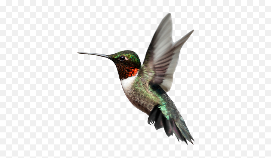 Ftestickers Hummingbird Bird Sticker - Mini 4k Drone Camera Emoji,Hummingbird Emoji