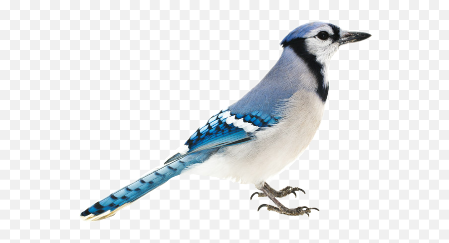 Bluejay Bird Sticker - Blue Jay Emoji,Blue Jay Emoji