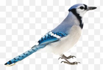 Bluejay Bird Sticker - Blue Jay Emoji,Blue Jay Emoji
