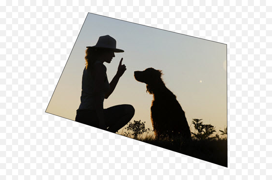 Will Impress Powerpoint Presentation - Animal Training Emoji,Dog Emotion Chart