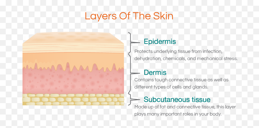 Some type of skin aurora. Epidermis and dermis layers. Skin layers.