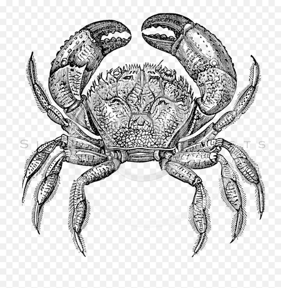 Crabs Clipart Vintage Crabs Vintage Transparent Free For - Crab Engraving Emoji,Crab Emoji