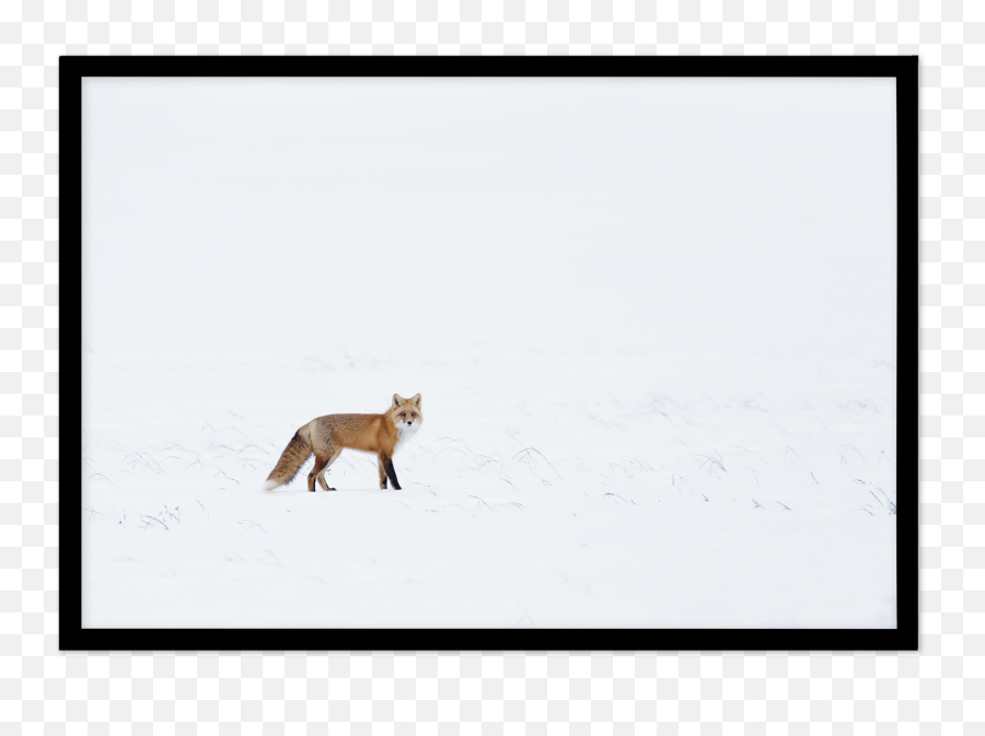 Arctic Fox Ls Art Print Or Poster Made In Australia Emoji,Red Fox Emotion