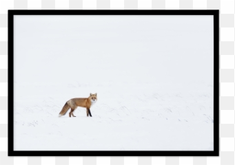 Arctic Fox Ls Art Print Or Poster Made In Australia Emoji,Red Fox Emotion