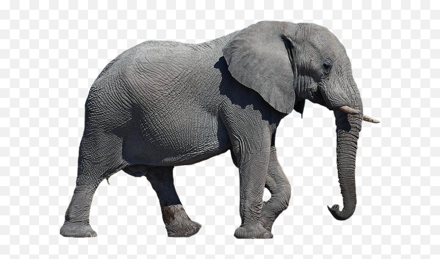 Bill Hybels Wccc U0026 The Wca U2013 Rob Speightu0027s Blog - Elephant Transparent Background Emoji,Quote Emotion Reason Elephant