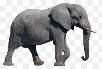 Bill Hybels Wccc U0026 The Wca U2013 Rob Speightu0027s Blog - Elephant Transparent Background Emoji,Quote Emotion Reason Elephant