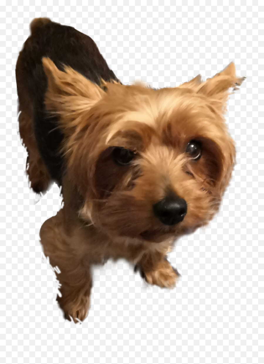 Yorkie Yorkshire Terrier Dog Pet - Vulnerable Native Breeds Emoji,Yorkie Emoji