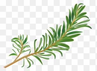 Natural Hair Growth Oil 4oz U2013 Kapua Skin Care - Transparent Rosemary Png Emoji,Emotions Through Hair Oil Art