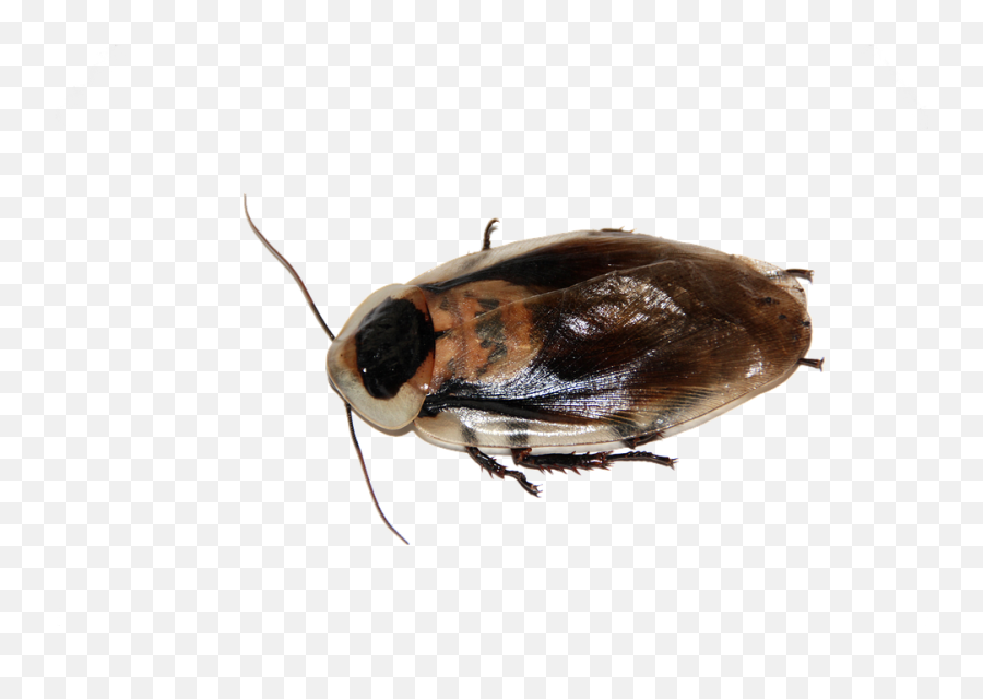 Cockroach Insect Imago - Imago Insecto Emoji,Facebook Cockroach Emoticon