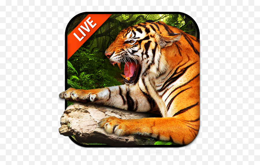 Updated Tiger Live Wallpaper 2018 Android App Download Emoji,Download Bengals Animated Emojis