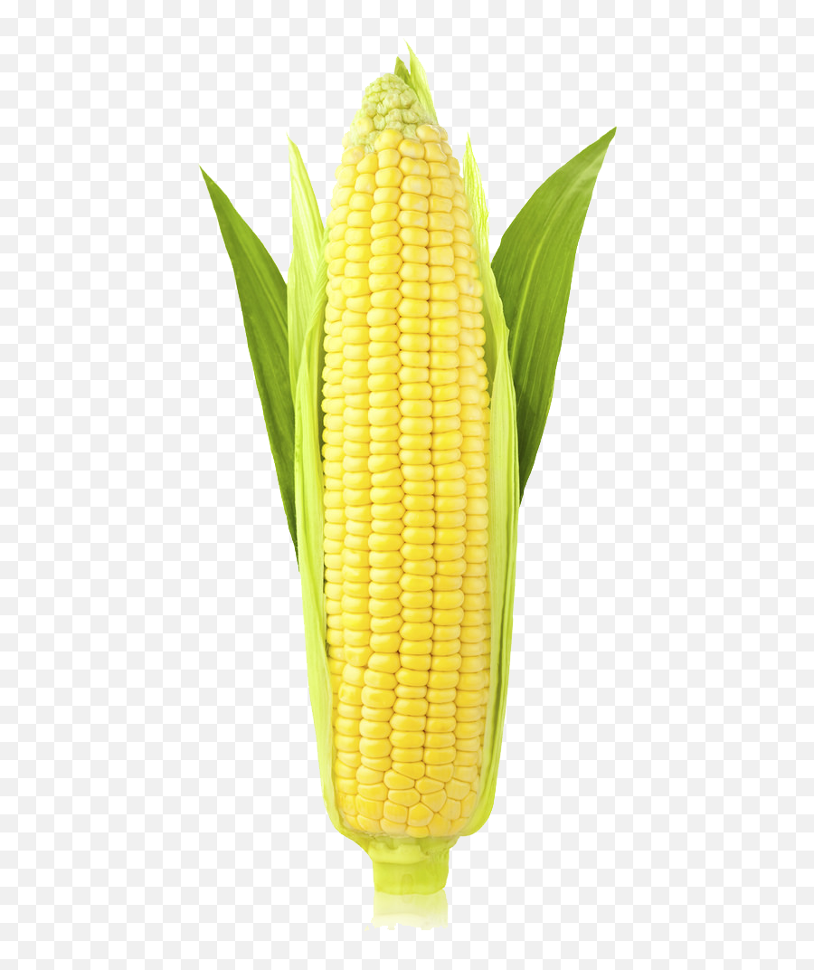 Corn Transparent Background - Clip Art Library Corn On The Cob Emoji,Corn Emoji Png