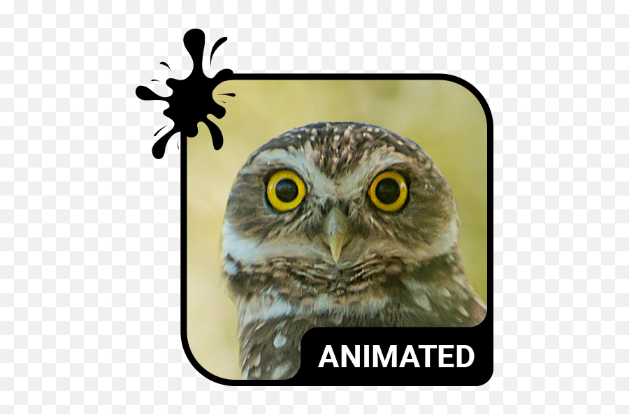 Funny Owl Animated Keyboard Live Wallpaper - Apps On Icon Emoji,Owl Emojis For Android
