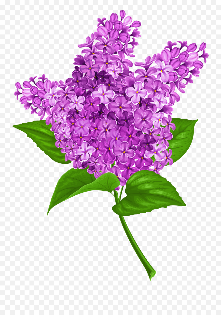 Lilac Png Free Lilac - Lilac Clipart Png Emoji,Dragonborn Emoticon