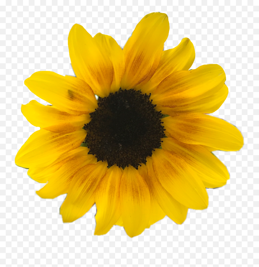 Yellow Flowers Png - Daisy Yellow Flowers Flower Yellow Flower Png Aesthetic Emoji,Sweet--emotion Tumbmr