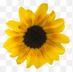 Yellow Flowers Png - Daisy Yellow Flowers Flower Yellow Flower Png Aesthetic Emoji,Sweet--emotion Tumbmr