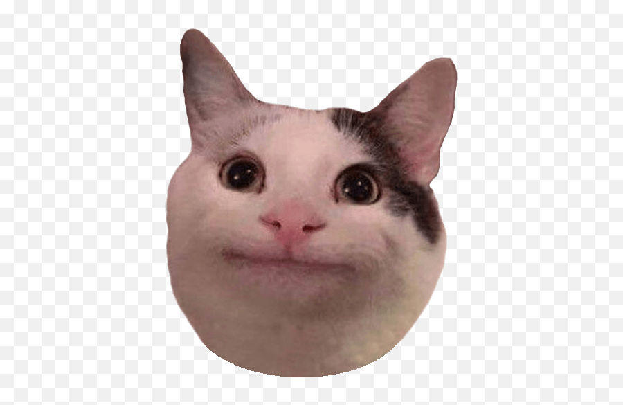 Cat Bobbing Head Gif Discord - Novocomtop Transparent Polite Cat Emoji,Tuzki Emoticon Png