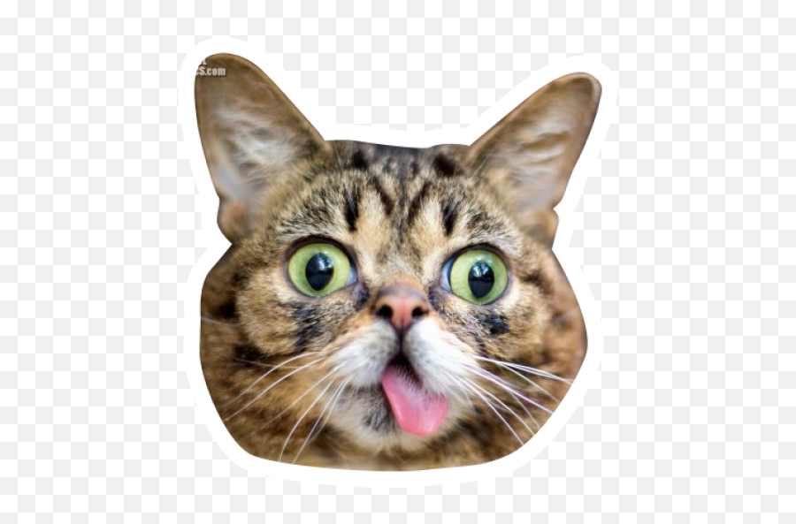 Sticker Maker - Grumpy Cat Y Lil Bub Domestic Cat Emoji,Grey Tabby Emojis