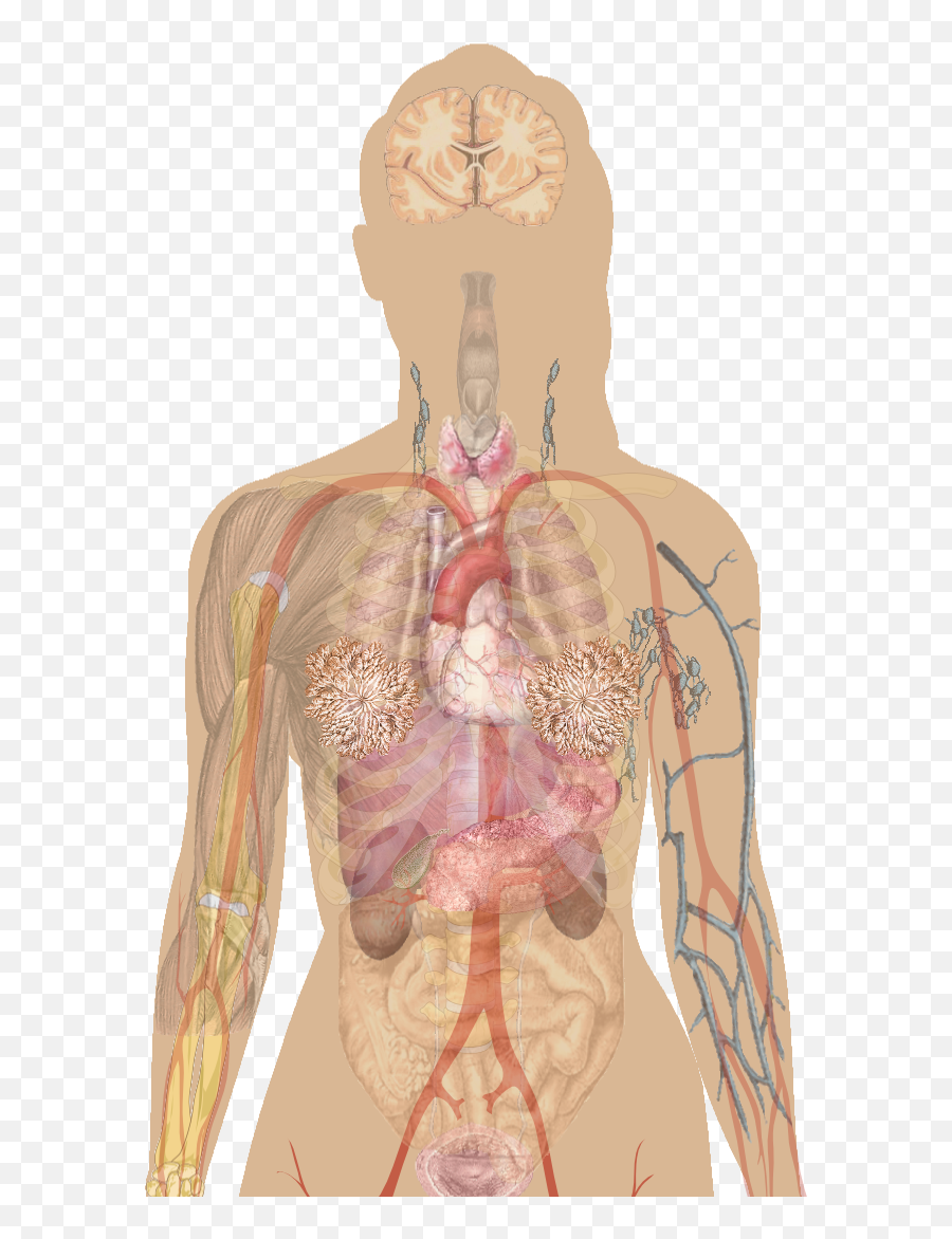 Health Decision Making In School And Home Scenarios - Human Iodine Deficiency Symptoms Emoji,Blank Body Map Emotions