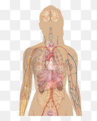 Health Decision Making In School And Home Scenarios - Human Iodine Deficiency Symptoms Emoji,Blank Body Map Emotions