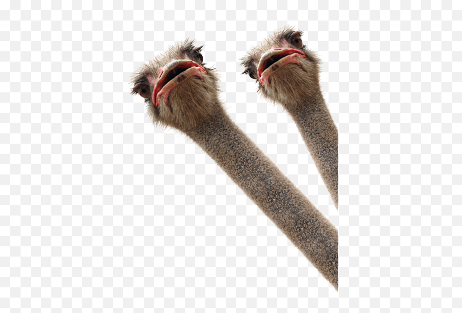 Discover Trending - Long Emoji,Ostrich Emoji