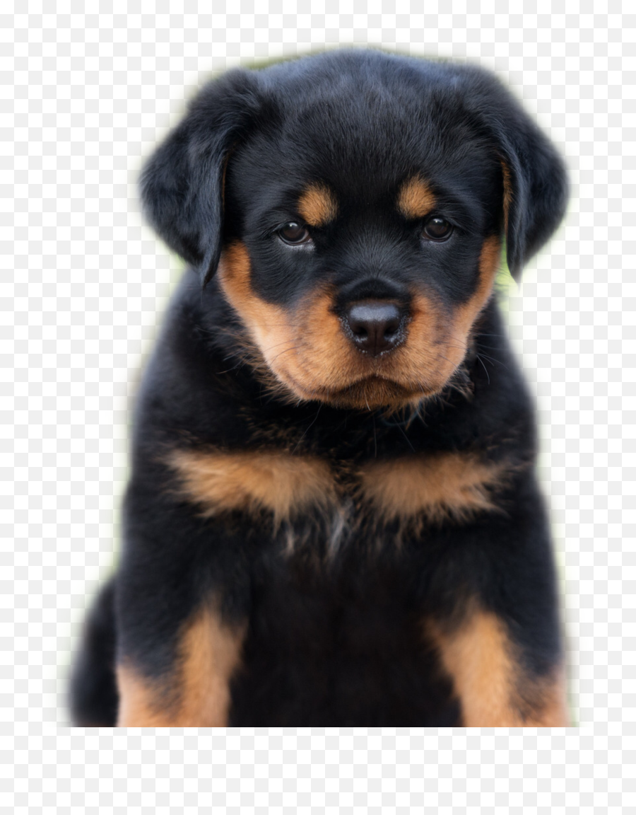 Trending - Male Rottweiler Puppy Emoji,Rottweiler Emoji