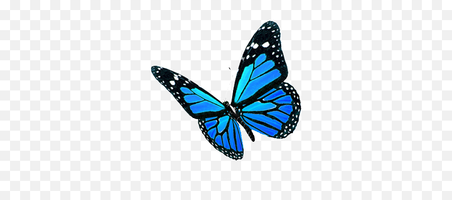 Blog 21 Days To Peace Emoji,Black Butterfly Emoji