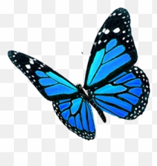 Blog 21 Days To Peace Emoji,Black Butterfly Emoji