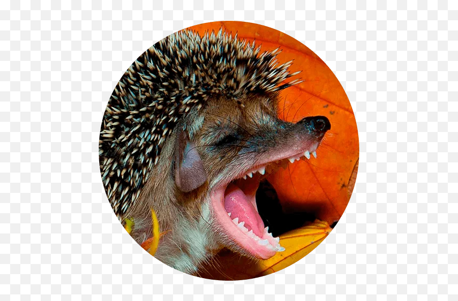 Telegram Sticker From Hedgehog Memes Pack Emoji,Hedgie Emoji