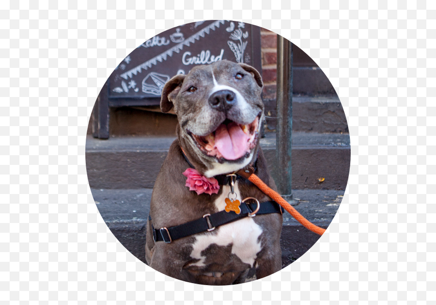Homepage Best Friends Animal Society - Save Them All Emoji,Black Dog Emojis Copy And Paste