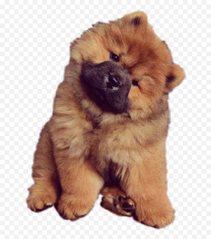 Chowchow Sticker - Dumbest Dogs In The World Emoji,Chow Chow Emoji